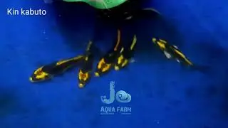 Kin Kabuto carp @JoAquaFarmVazhoor