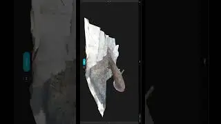 tree trunk 3d scan #kiriengine