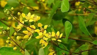 🎄 🌲 🌳 🌴 Relaxing Beautiful nature videos nature background music nature wallpaper hd 🌱 🌿 ☘️ 🍀 🎍 🎋 🍃