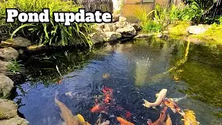 Pond update #koipond