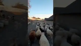 kangal və çoban iti