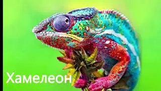 Групи тварин на землі.  Класное видео про животних украинской.  #все про все