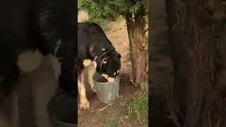 ЧУДО ЧУДНОЕ , ДИВО ДИВНОЕ