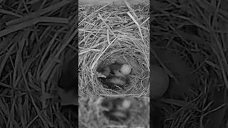 So cozy 🥹 So cute 🥰 #bluebirds #chicks #babybird #nest #birdbox #nature