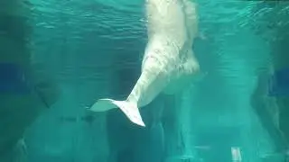 Spain / Valencia / Oceanografic