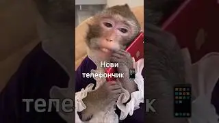 У макаки телефон 😈🙈 