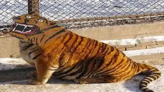 War Thunder Tiger Players in a Nutshell