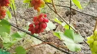 Преображение.  5 сентября 2020г