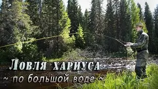 Ловля хариуса по большой воде летом спиннингом и нахлыстом.