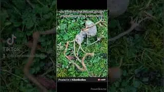 Alien Corpse Found!!!!