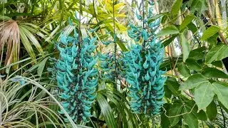 40 Most Amazing Tropical Flowers (incl. names)