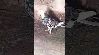 #армянский мраморный акуш#pigeon 🇦🇲✌🏽