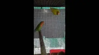 ഇതാണ് ഞങ്ങളുടെ ബോബനും മോളിയും | Boban and Molly|#shorts #africanlovebirds