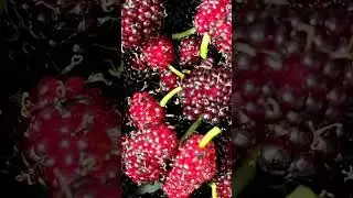Шелковица на штамбе Ростов-на-Дону | Россия | City Gardens
