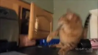 Приколы с котами.