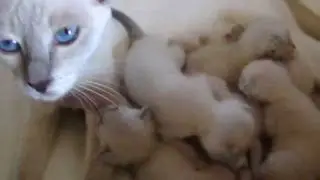 My gorgeous Lilac point Siamese Queen Raspberry Ice with her 10 days old kittens.MP4