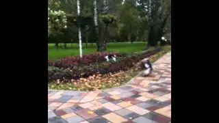 IMG 0983