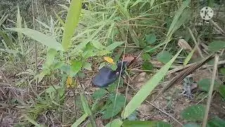 Xov xwm tsheb motor poob qab ke deb tas zog
