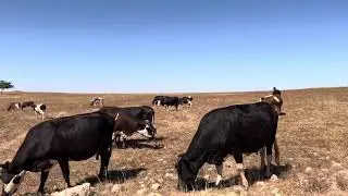 أبقار ظفار الجبلية أصالة السلالة وروح المكان How Do Dhofar Mountain Cows Live