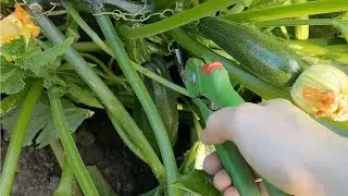 Кабачки будете собирать ведрами до осени если сделаете это сейчас!