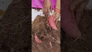 Sweet potatoes #shorts #garden #youtubeshorts
