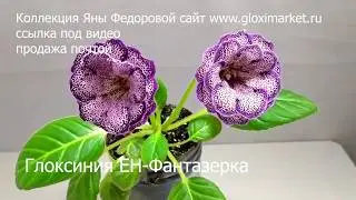 Фиалки и Глоксинии на продажу ! Коллекция цветов Яны Федоровой