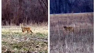 Tikka 22-250 smacks two blonde Kansas coyotes, one at 300 yards!