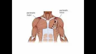 Men's Pectoral Implant | Biceps Implant |  Triceps Implant |  San Francisco Plastic Surgery