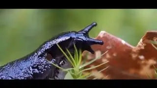 MANDALA - Nature Documentary Film - Trailer