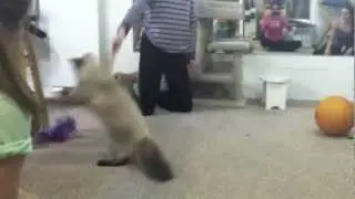 Cat Jumping