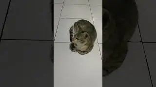 Wajah Lucu Kucing Mini 