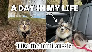 A DAY IN THE LIFE OF MY DOG | Tikas Life