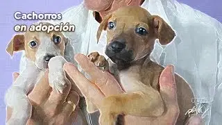 Cachorros en adpoción responsable