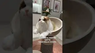 La cuccia per il gatto che lo pesa e rinfresca l’aria #lg #ifa