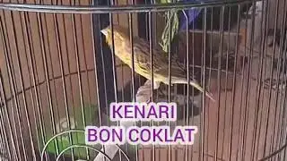 Kenari Bon Gereja Gacor #burungkicaugacor