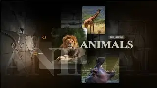 African Animals 2025 for After Effects Template