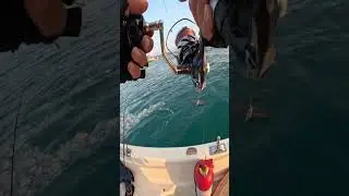 CANLI YEM İLE ZÜBER BALIĞI AVI