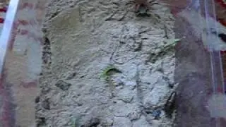 Leucochestris arenicola (white lady spider) feeding
