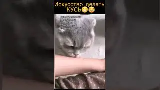 Искусство делать КУСЬ😁