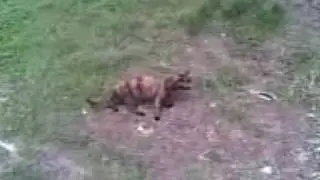 В Павлограде весной 2009