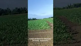 🌽 Химические опыты на кукурузе