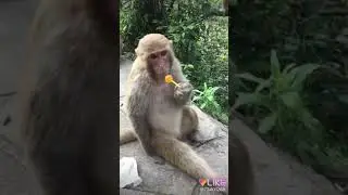 Обезяна едят чупа чупс