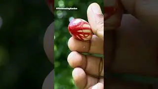 Unmatured nutmeg seed and mace #spices #agriculture #farming