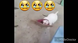 CUTE PUPPY'S HEAD STUCK...