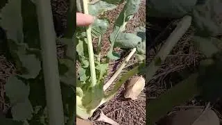 Ситуация на огороде такая