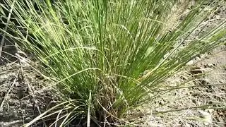 Пеннисетум лисохвостый  Неприхотливый злак.