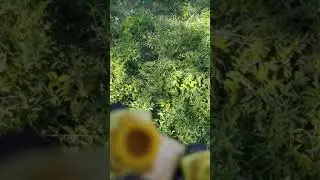 Вторая прививка личинок.