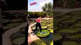 victoria water lilly|world strongest leaf|Rate this 10/10 #shorts #facts #viralvideo
