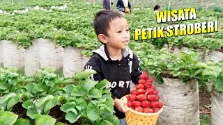 Wisata Petik Stoberi di Sarangan Magetan, Kira-kira harganya berapa ya?