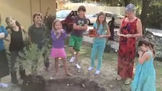 Maja's Tree